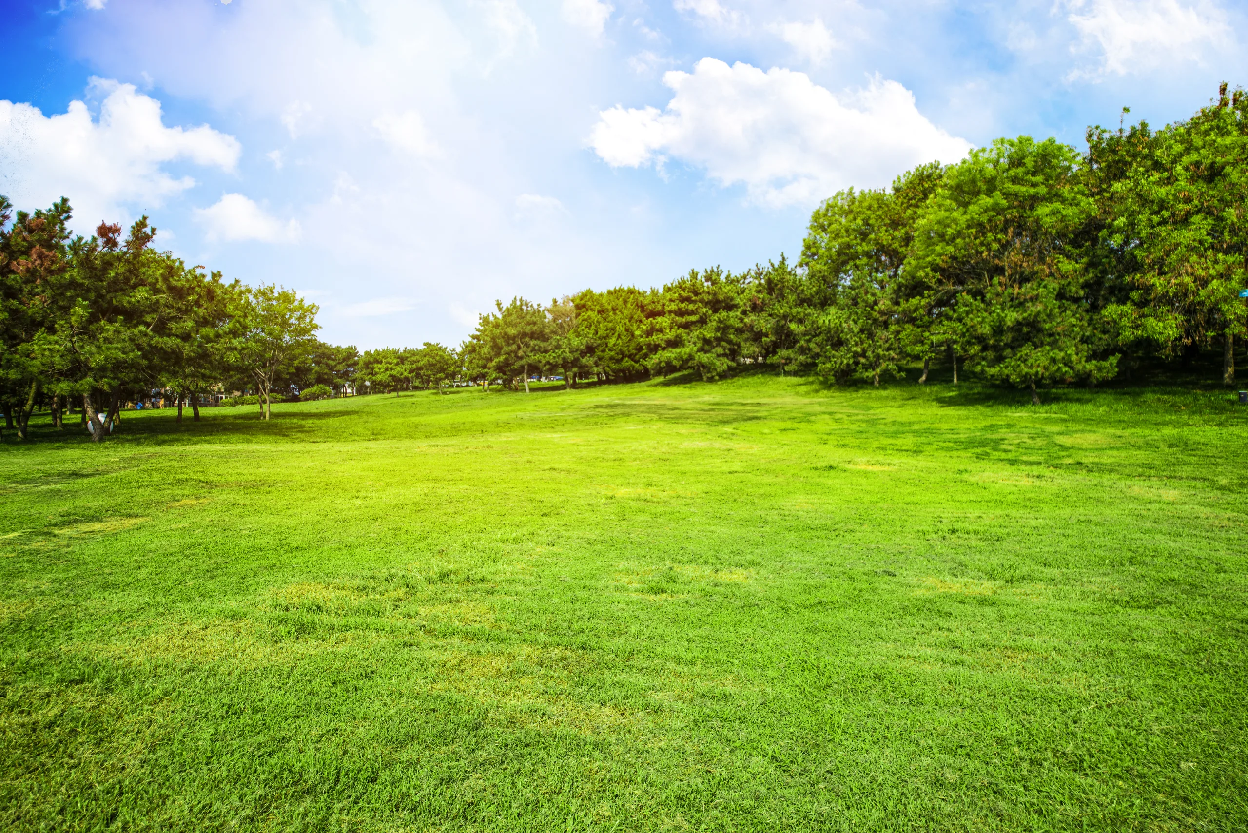 Paesaggio con paratura verde e alberi pieni di foglie verdi
